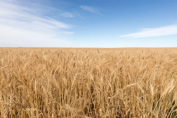 Endless Field Ripe Rye Stretches Horizon Prairie Landscape Alberta Canada — Stock Photo, Image