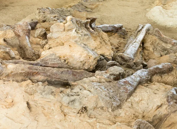 Caveira Arqueológica Ossos Fossilizados Petrificados Cuidadosamente Expostos Hadrosaur Patrimônio Mundial — Fotografia de Stock