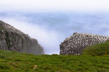 Kuzey sümsük kuşları kolonisi, Morus bassanus, Cape St Marys, Newfoundland, NL, Kanada