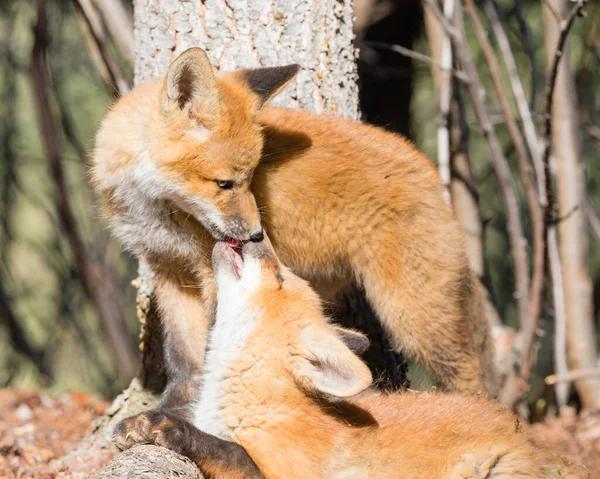 Δύο Παιχνιδιάρικα Νεαρά Κόκκινα Αδέλφια Αλεπούδες Όρνια Τρυφερά Γλείφονται Μεταξύ — Φωτογραφία Αρχείου