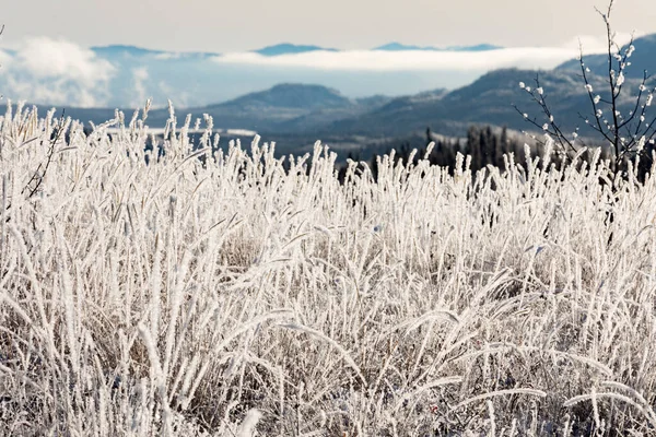 Thick Layer Hoar Frost Covers Grass Vegetation Blurred Hilly Landscape — Stock Photo, Image
