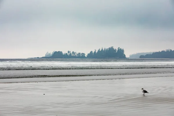 Foggy Weather Long Beach Pacific Rim National Park Reserve Tofino — Stock Photo, Image