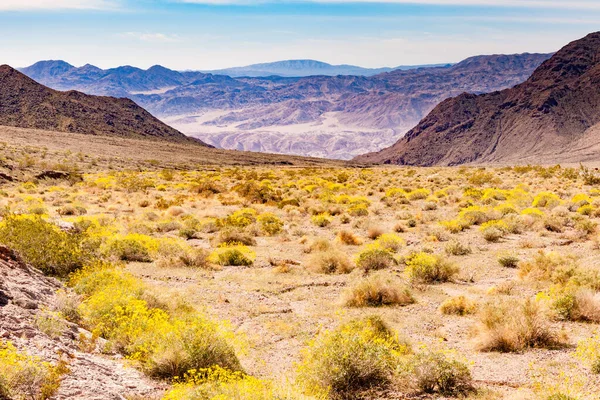 美国加利福尼亚州 死亡谷国家公园 盛开的黄色沙漠花朵穿过千禧山口 走向死亡谷荒芜干旱的沙漠景观 — 图库照片