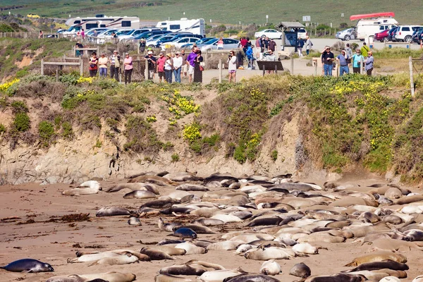Elephant Seal Vista Point San Simeon Usa Mar 2015 Cubs — стокове фото
