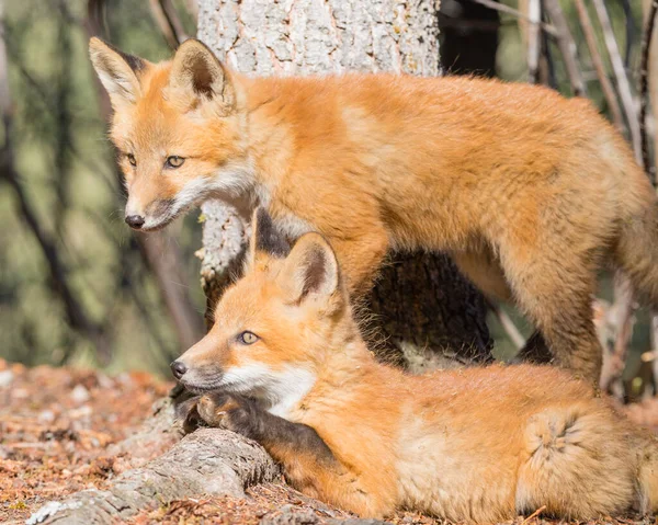 两只年幼的红狐幼崽正全神贯注地在森林里玩耍 — 图库照片