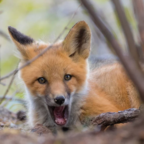 Bonito Filhote Cachorro Raposa Vermelha Vulpes Vulpes Descansando Floresta Underbrush — Fotografia de Stock