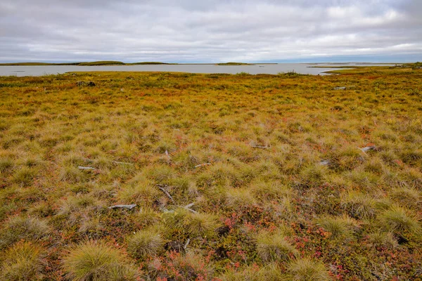 Paesaggio Della Tundra Artica Sulla Costa Del Mare Beaufort Oceano — Foto Stock