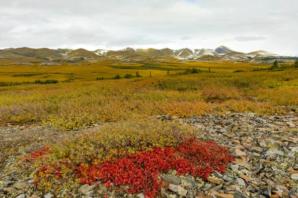 Осенние Цвета Арктической Тундры Орлиных Равнин Гор Ричардсона Арктическом Круге — стоковое фото