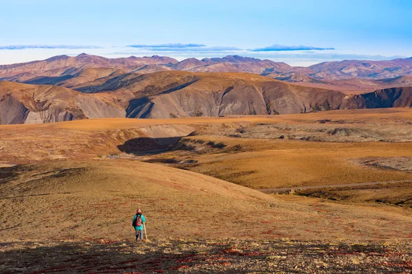 Solo Πεζοπόρος Φθινόπωρο Χρώματα Του Φθινοπώρου Των Αλπικών Αρκτικών Τούνδρα — Φωτογραφία Αρχείου