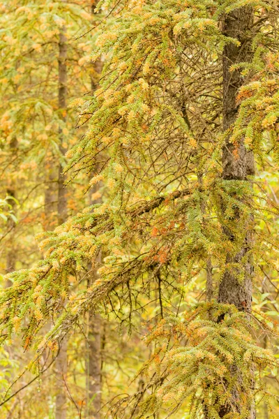 Spruce Labrador Tea Rust Chrysomyxa 在今年的白云杉 针叶上生长黄色橙色孢子的真菌病 — 图库照片