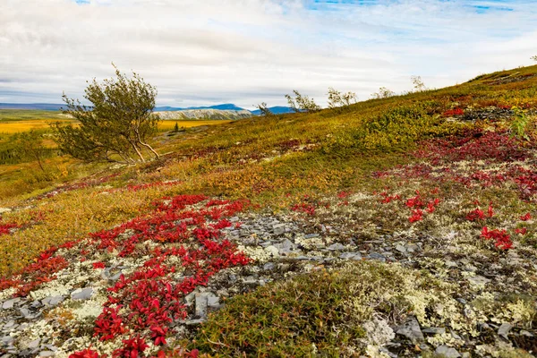 Kuzey Kutbu Tundrasında Sonbahar Renkleri Parlak Kırmızı Alp Böğürtlen Arctous — Stok fotoğraf