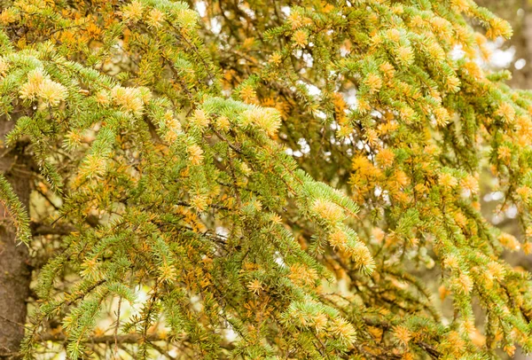 Spruce Labrador Tea Rust Chrysomyxa Fungal Disease Growing Yellow Orange — Stock Photo, Image