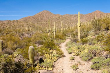 Tucson, Arizona, ABD yakınlarındaki Saguaro Ulusal Parkı 'nda yeşil Sonoran Çöl bitkisi ile ikonik Saguaro kaktüsü, Carnegiea dev çayı arasında çöl yolu var.