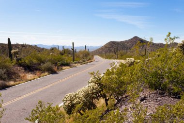 Tucson, Arizona, ABD yakınlarındaki Saguaro Ulusal Parkı 'nda yeşil Sonoran Çöl bitkisi ve ikonik Saguaro kaktüsü, Carnegiea devasa çayı ile dolu boş viraj otoyolu.