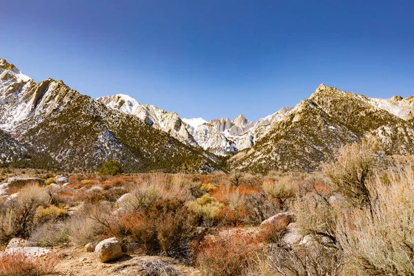 Owens Vadisi Ndeki Kuru Mojave Çölü Bitkisi Yalnız Çam Kaliforniya — Stok fotoğraf