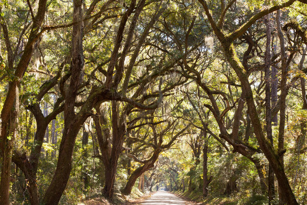 Small rural road framed withcanopy of  old-grown oak trees in South Carolina, SC, USA