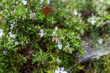 Ormanda güzel çiçekler