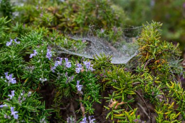Ormanda güzel çiçekler