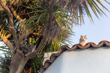 kedi merdivenlerde oturuyor.