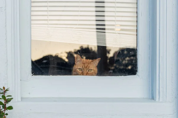 Γάτα Κάθεται Στο Παράθυρο — Φωτογραφία Αρχείου