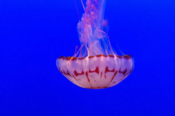 Красивые Медузы Аквариуме — стоковое фото