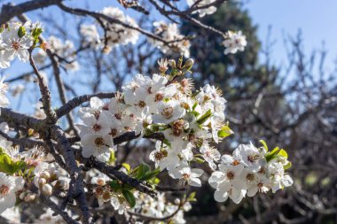 İlkbaharda açan güzel kiraz ağacı