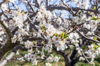 Ağaçtaki bahar çiçekleri