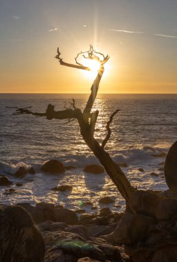 Sahilde sörf tahtası olan bir kadının silueti.