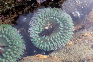 Sahildeki çakıl taşlarının arka planı