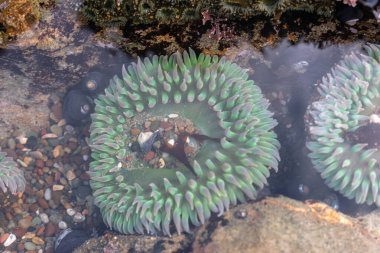 Sahildeki çakıl taşlarının arka planı