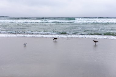 Sahilde güzel bir martı görüntüsü.