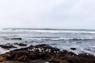 Deniz kıyısının güzel manzarası