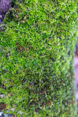 Duvarda yeşil yosun