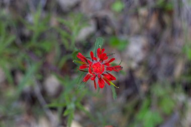 Bahçedeki kırmızı çiçek