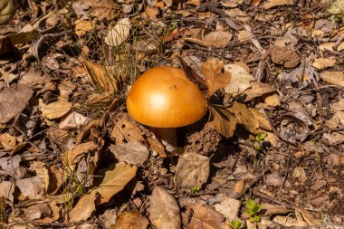 Sonbahar yaprakları, sonbahar bitkileri