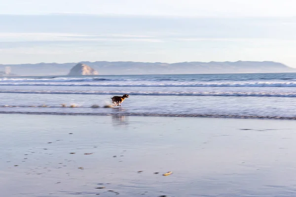 stock image dog in the sea