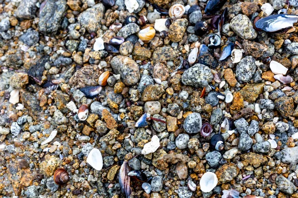 Морские Камни Галька Раковины Скалы Песок Камень Гравий Галька Пляж — стоковое фото