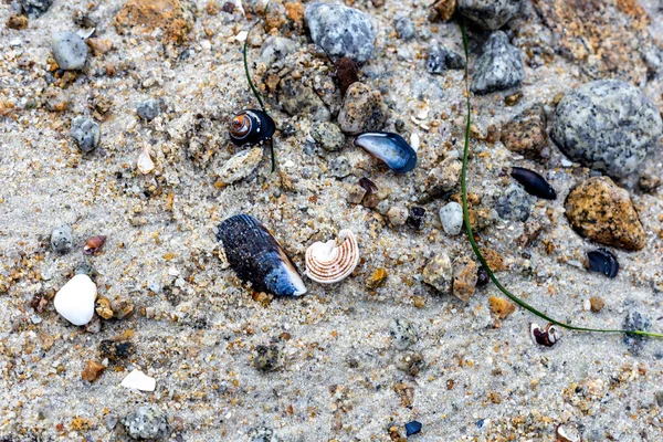 Coquillages Mer Sur Plage — Photo