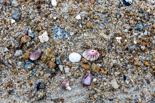 Coquillages Mer Sur Plage — Photo