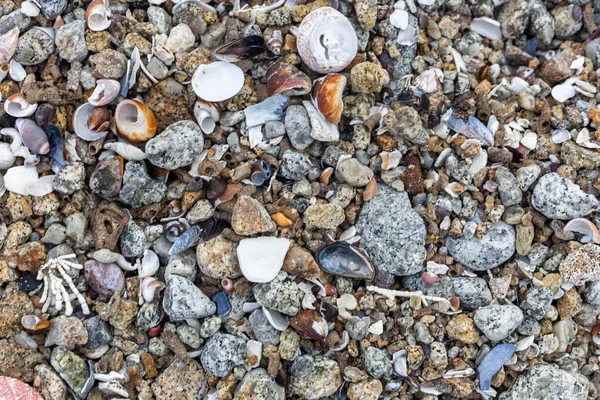 Sea Stones Pebbles Shells Sand Rocks Water Background Texture — Stock Photo, Image
