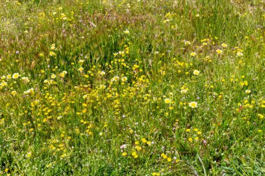 Bahçedeki güzel çiçekler