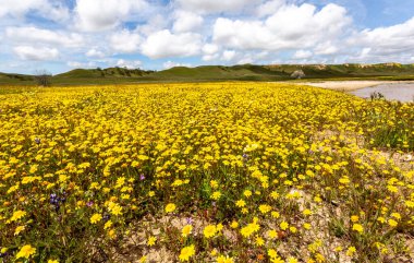 Tarladaki güzel çiçekler