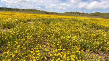 Tarladaki güzel çiçekler