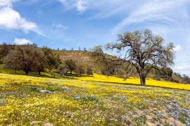 Arka planda ağaç olan güzel bir manzara.