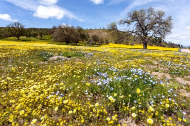 Ağaçlı ve sarı çiçekli güzel bir manzara.