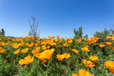 Bahçedeki güzel çiçekler