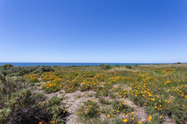 Deniz kıyısının güzel manzarası