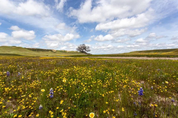 stock image beautiful landscape with a field of wildflowers