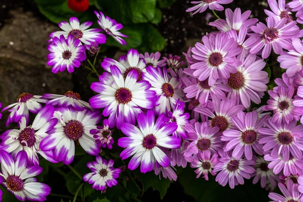 stock image beautiful flowers in the garden