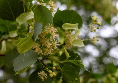 Yeşil yapraklı ıhlamur çiçeklerini kapatın.